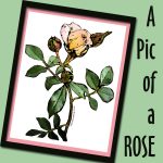 A Pic of a Rose Zazzle store button. Click to visit and shop.