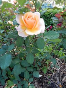 Tahitian Sunset rose - the quality of the roses make Hamann our best local public rose garden