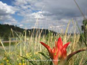 Indian paintbrush--Colorado wildflowers