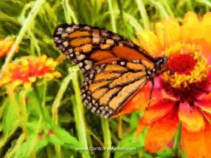 Beautiful bugs: monarch butterflies. Click through to purchase Monarch Butterflies gifts on Zazzle