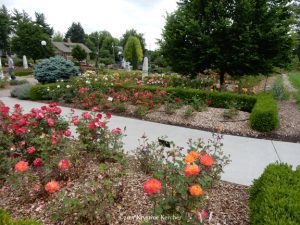 Our Best Local Public Rose Garden