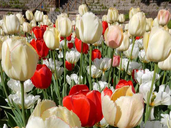 scarlet and cream tulips