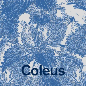 Coleus leaves botanical