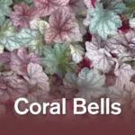 This way to the coral bells botanicals