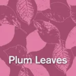 Plum leaves botanical