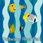 Saltwater reef fish