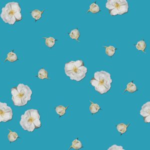 Tiny white roses on Capri blue (turquoise)