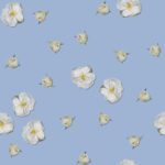 Tiny white roses on Chambray (grey-blue)