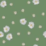 Tiny white roses on Watercress green