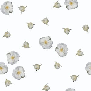 Tiny white roses on white
