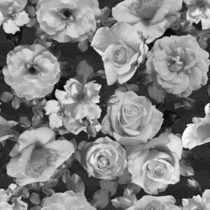 greyscale or black and white yellow roses